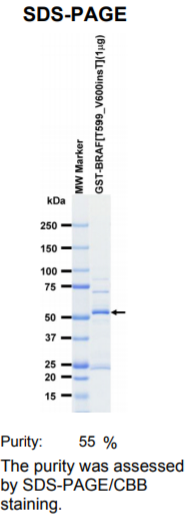 BRAF-T599_V600insT激酶蛋白