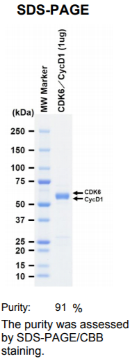 CDK6-CycD1激酶蛋白