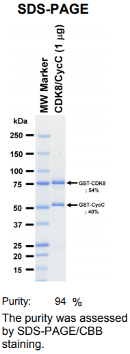 CDK8/CycC激酶蛋白