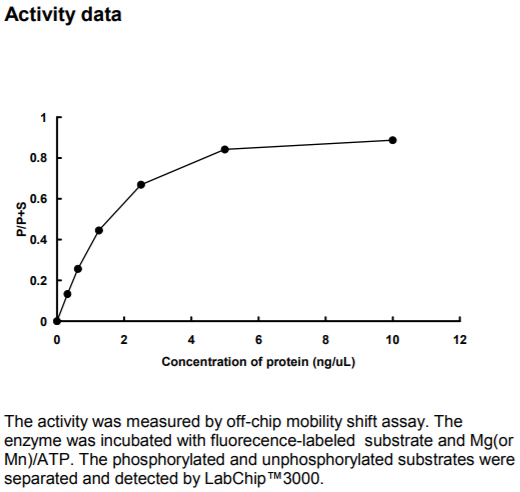 CDK9/CycT1激酶活力