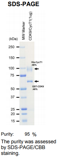 CDK9/CycT1激酶蛋白