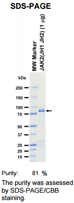 JAK2(JH1 JH2)激酶蛋白
