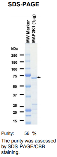 MAP2K1-inactive激酶蛋白