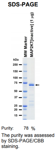 MAP2K7-inactive激酶蛋白