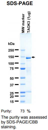 TAOK3激酶蛋白