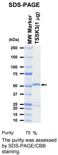TSSK3激酶蛋白