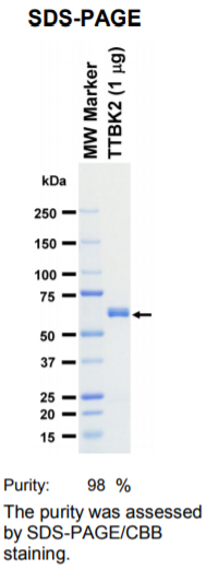 TTBK2激酶蛋白