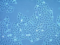 16HBE细胞图片