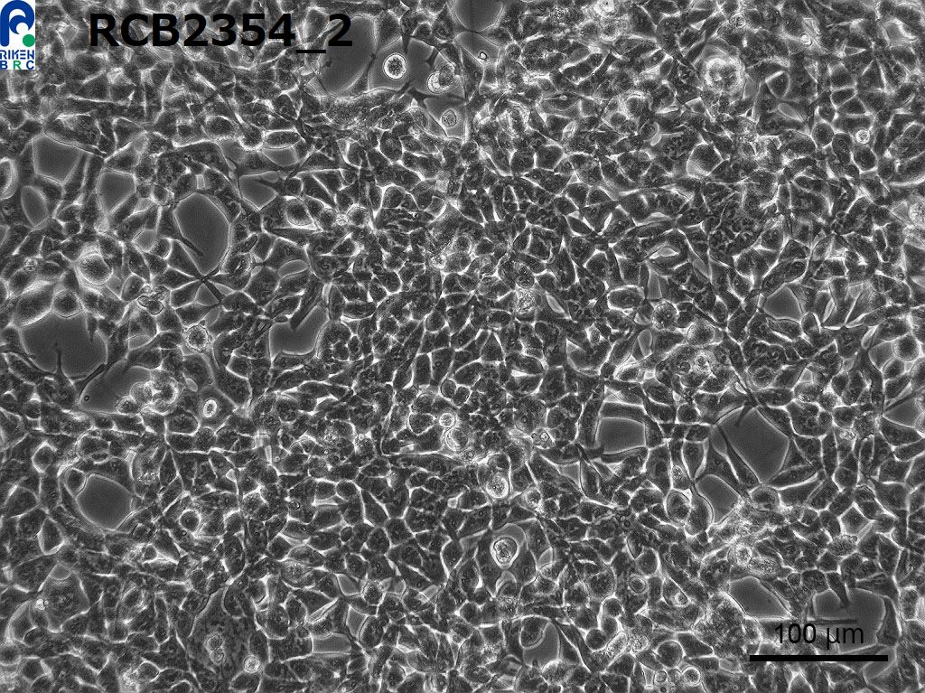 ATCC CCL-228 293-GP细胞图片