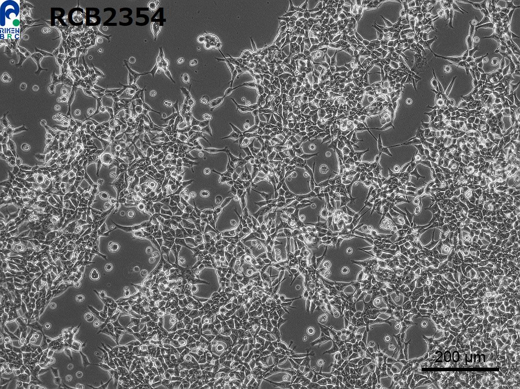 ATCC CCL-228 293-GP细胞图片