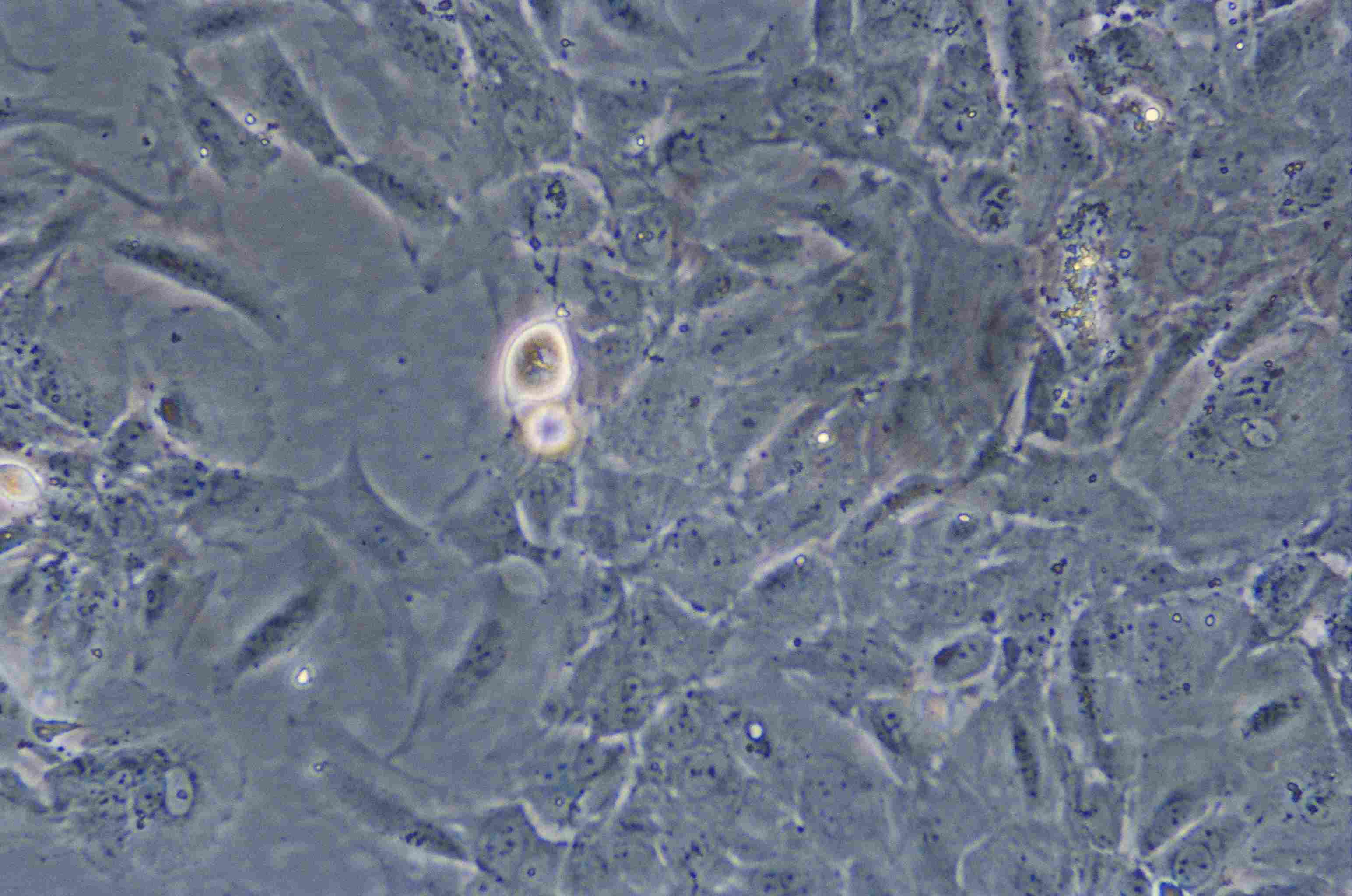 RF/6A细胞图片