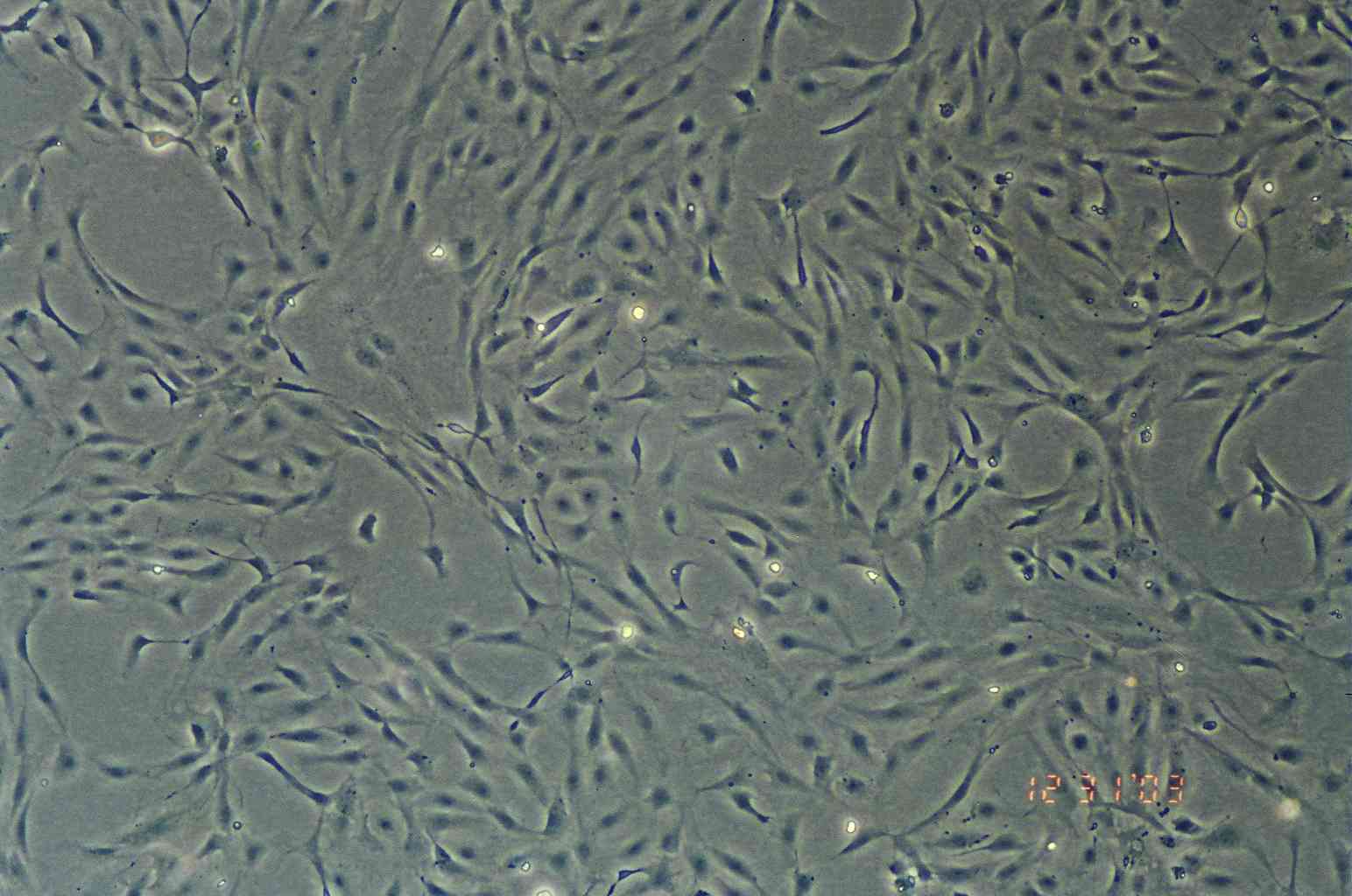 AB.9细胞图片