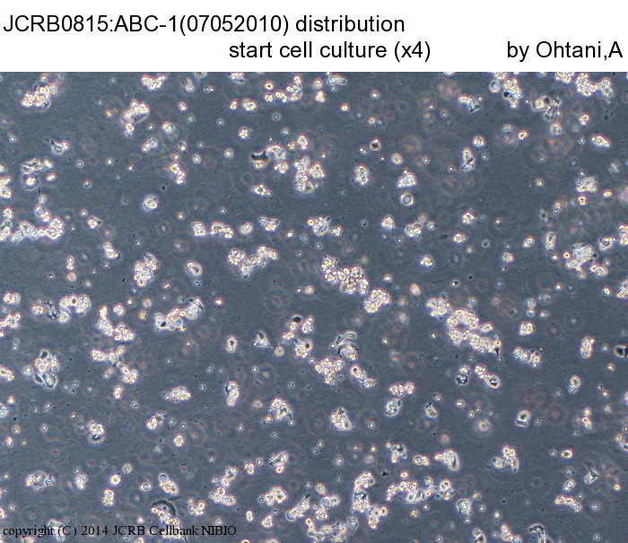 ABC-1细胞图片