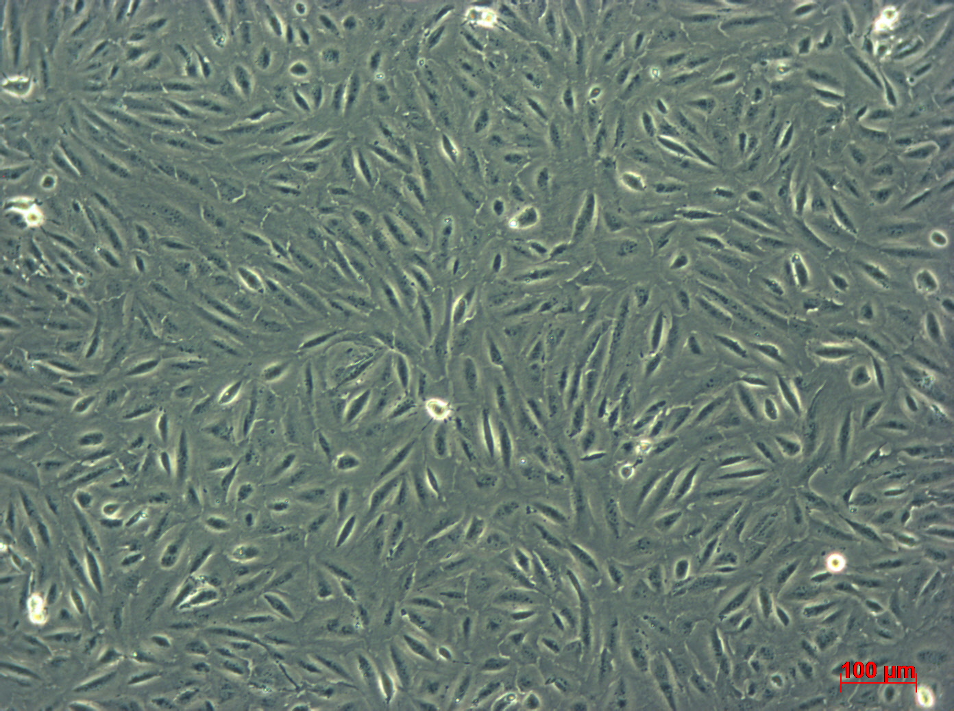 ARPE-19细胞图片
