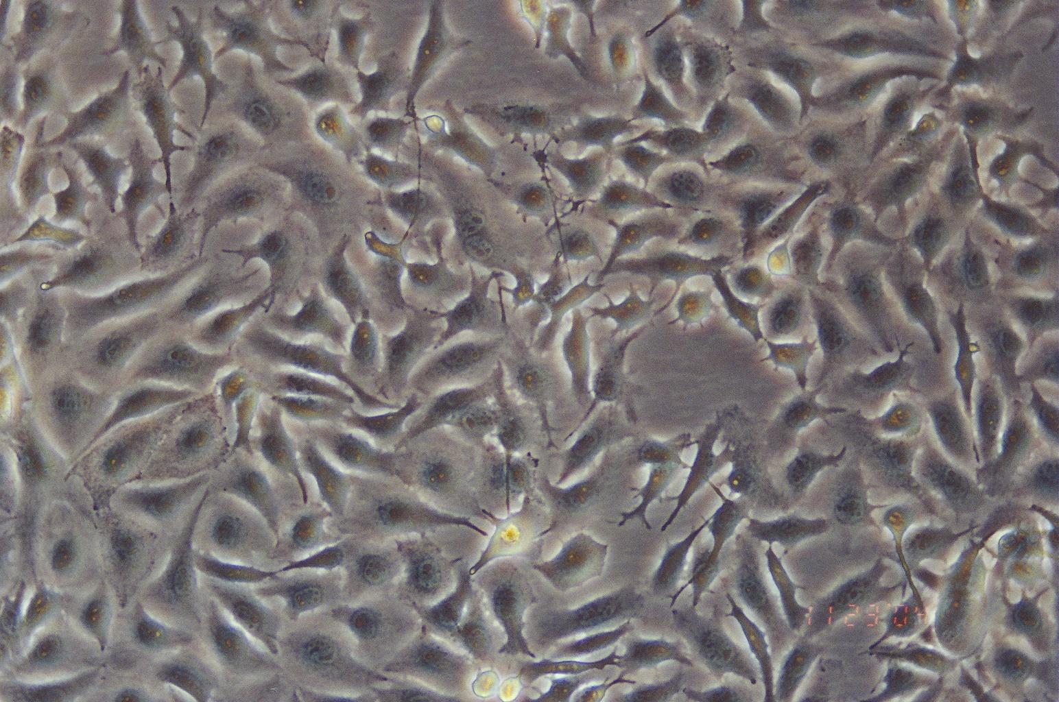 B16-F0细胞图片