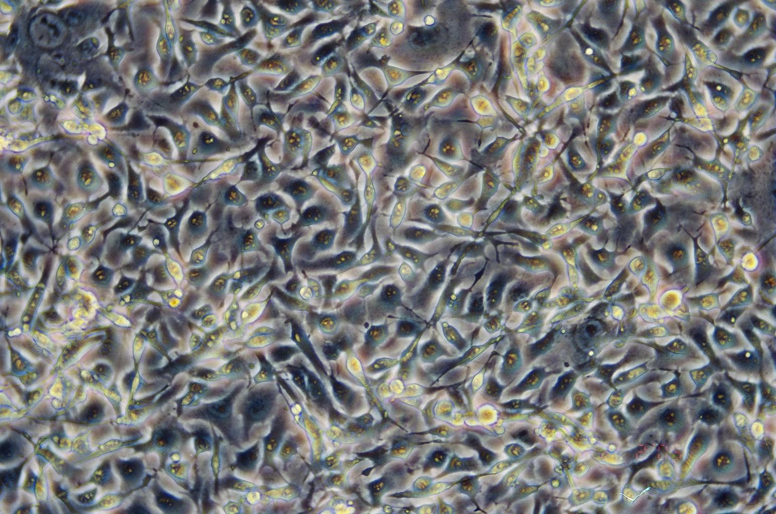 B16-F10细胞图片