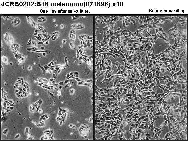 B16细胞图片