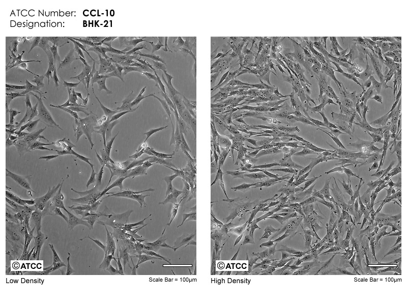 BHK-21细胞图片