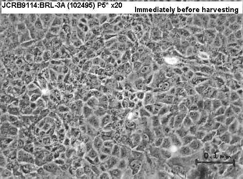 BRL-3A细胞图片