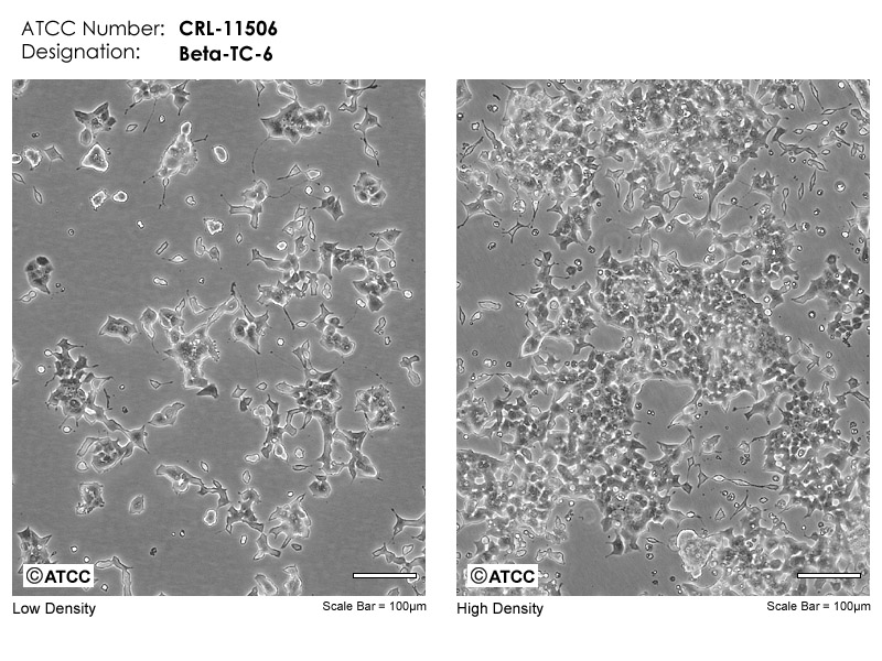 Beta-TC-6细胞图片