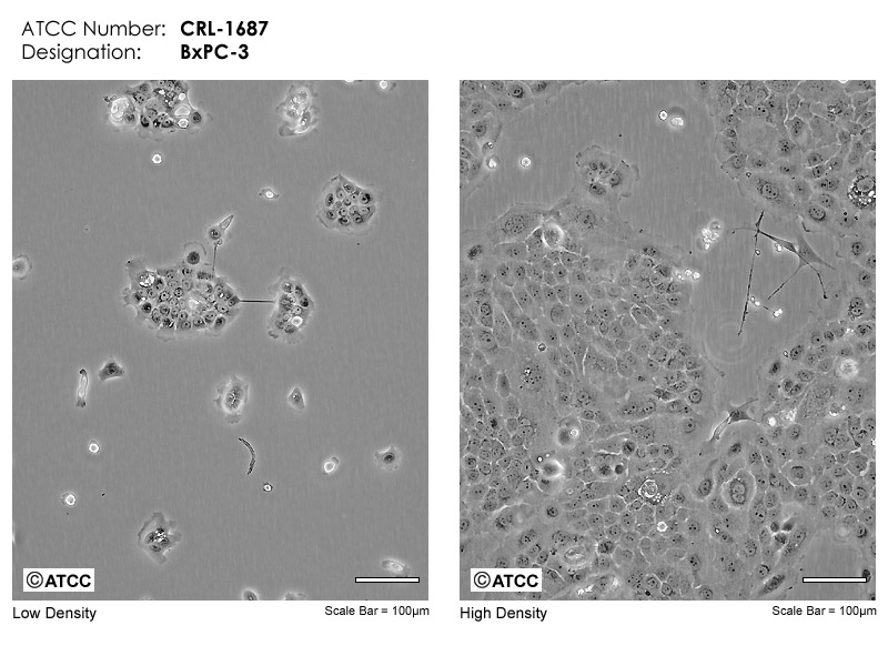 BxPC-3细胞图片