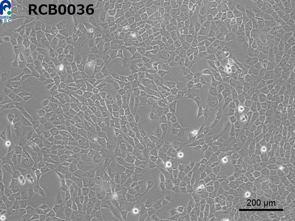 C127细胞图片