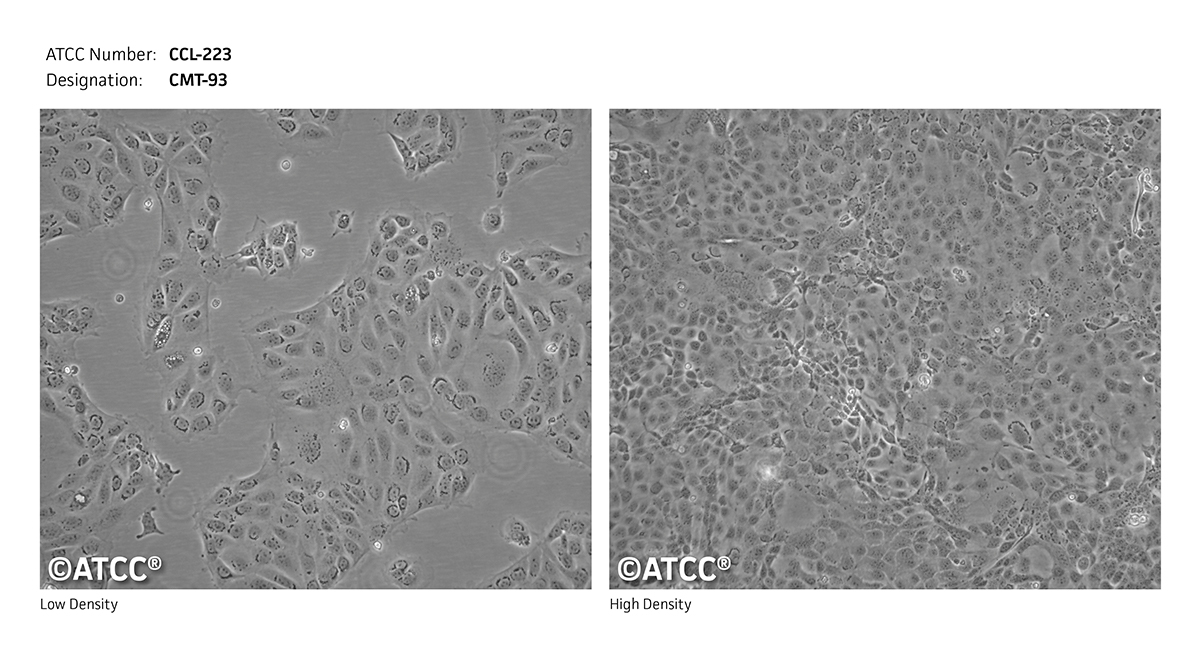 CMT-93细胞图片