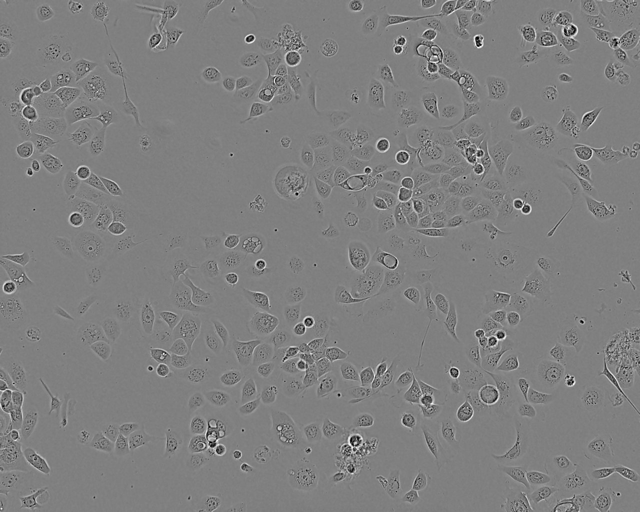 COR-L23细胞图片