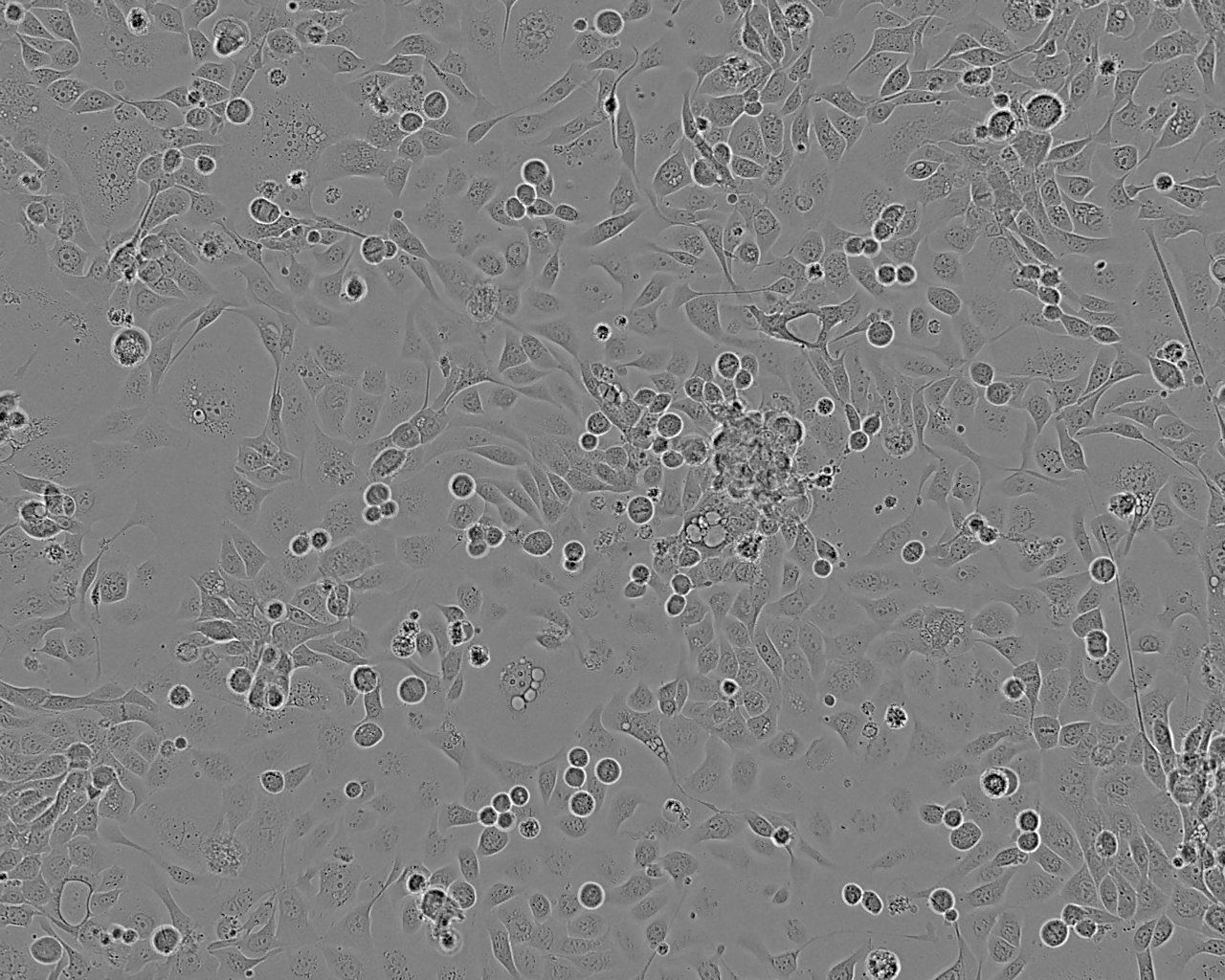 COR-L23细胞图片