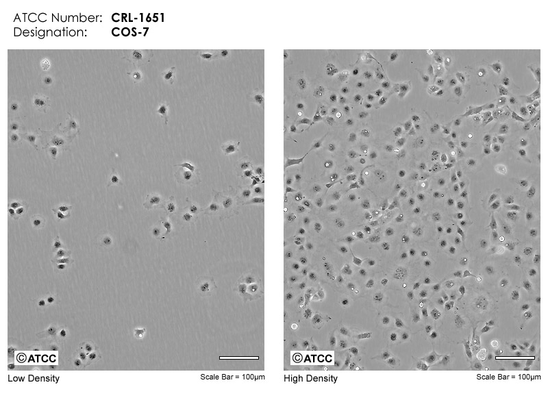 COS-7细胞图片