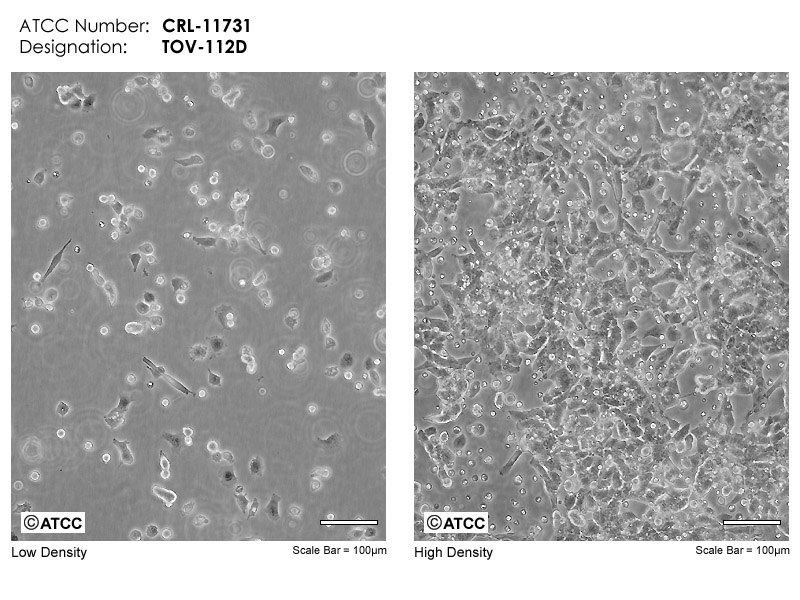 CRL-11731细胞图片