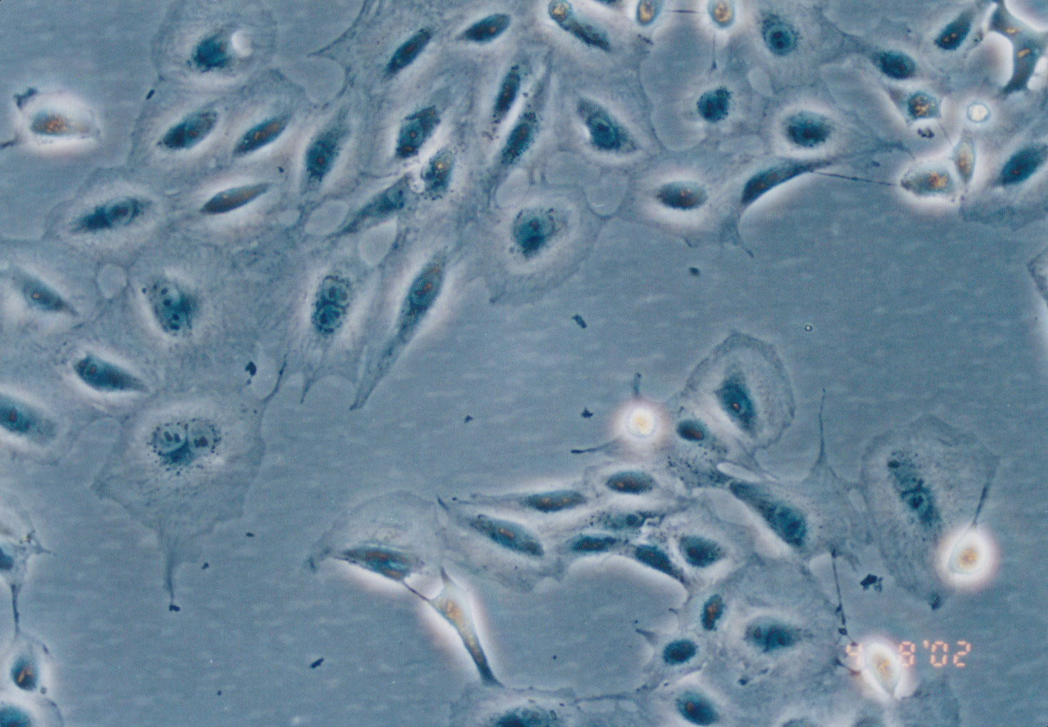 CV-1细胞图片
