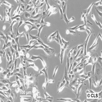 Calu-1细胞图片