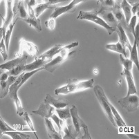 Calu-1细胞图片