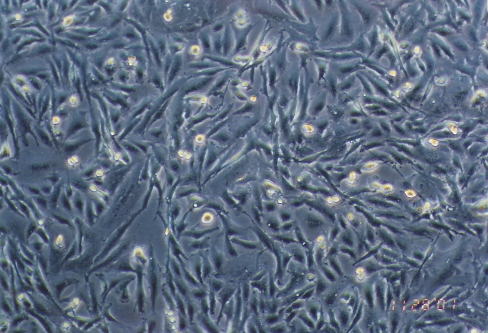DBTRG-05MG细胞图片