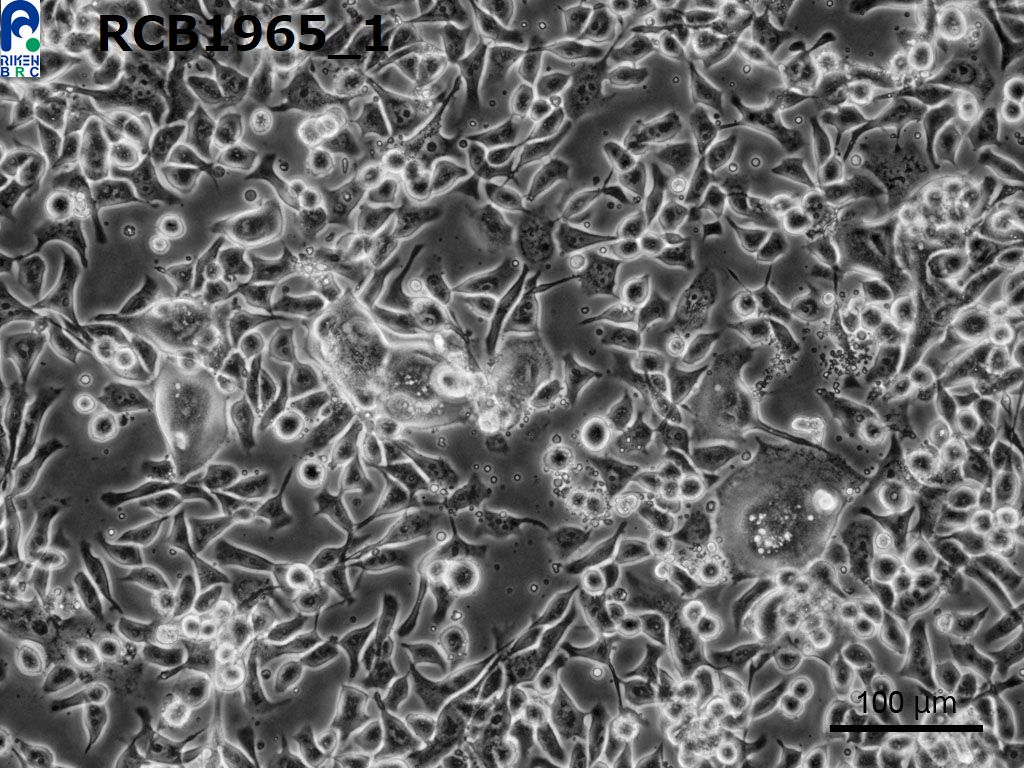 EBC-1细胞图片