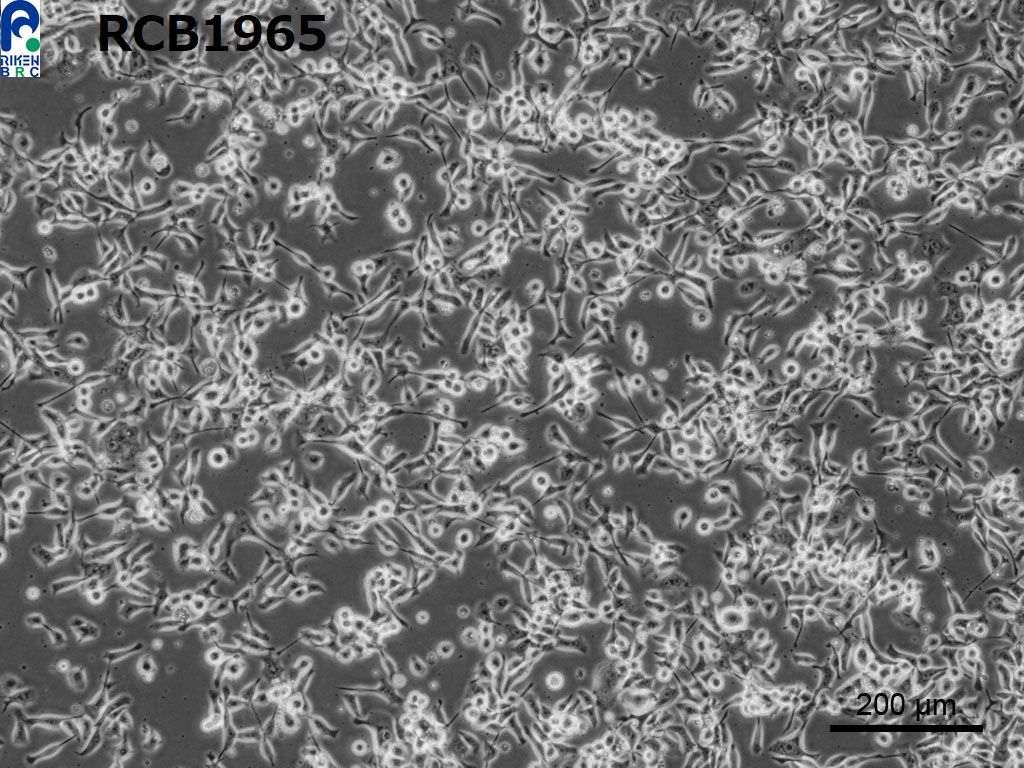 EBC-1细胞图片