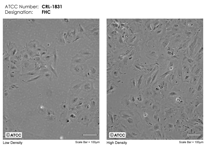 FHC细胞图片