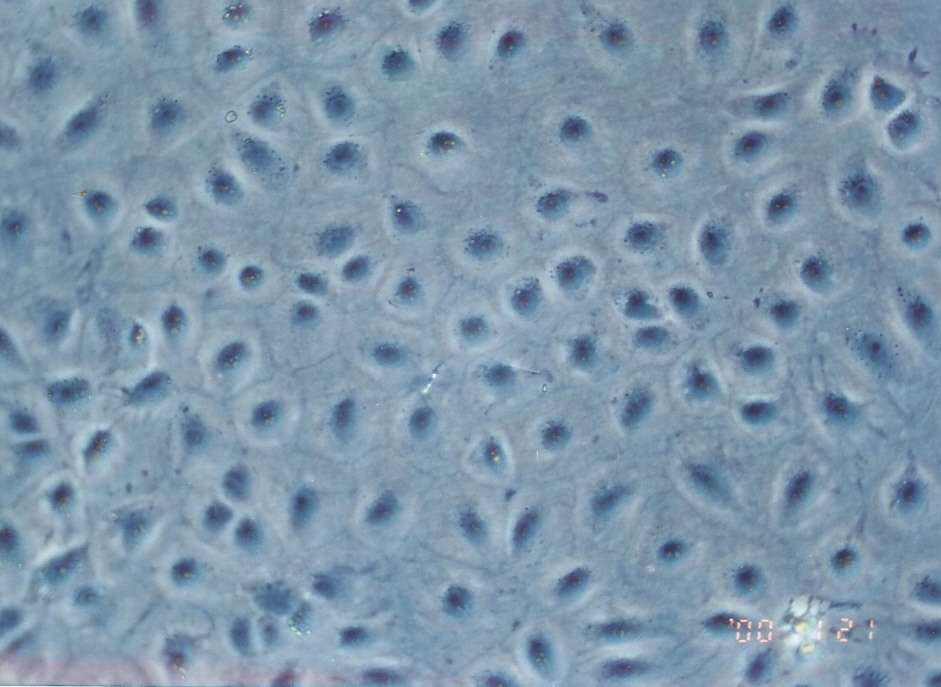 FL83B细胞图片