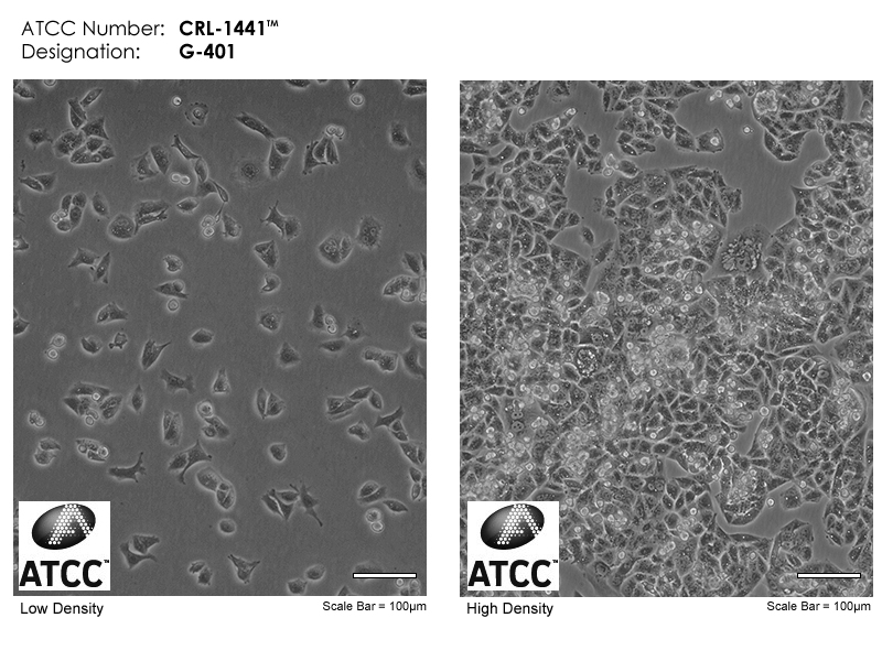 G-401细胞图片