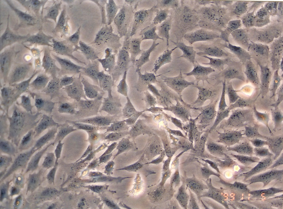 GC-2spd(ts)细胞图片