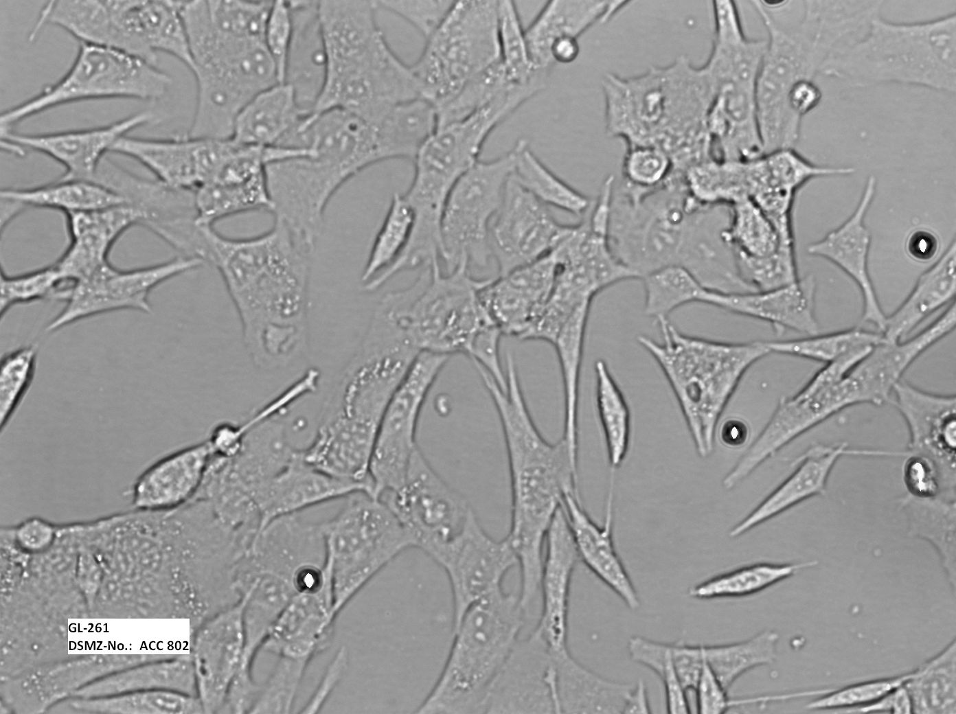 ATCC CCL-228 GL261细胞图片