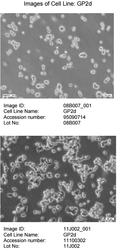 GP2d细胞图片