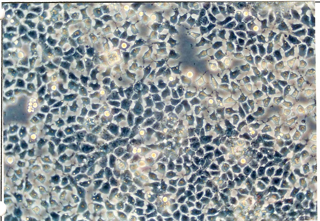 H4-II-E-C3细胞图片