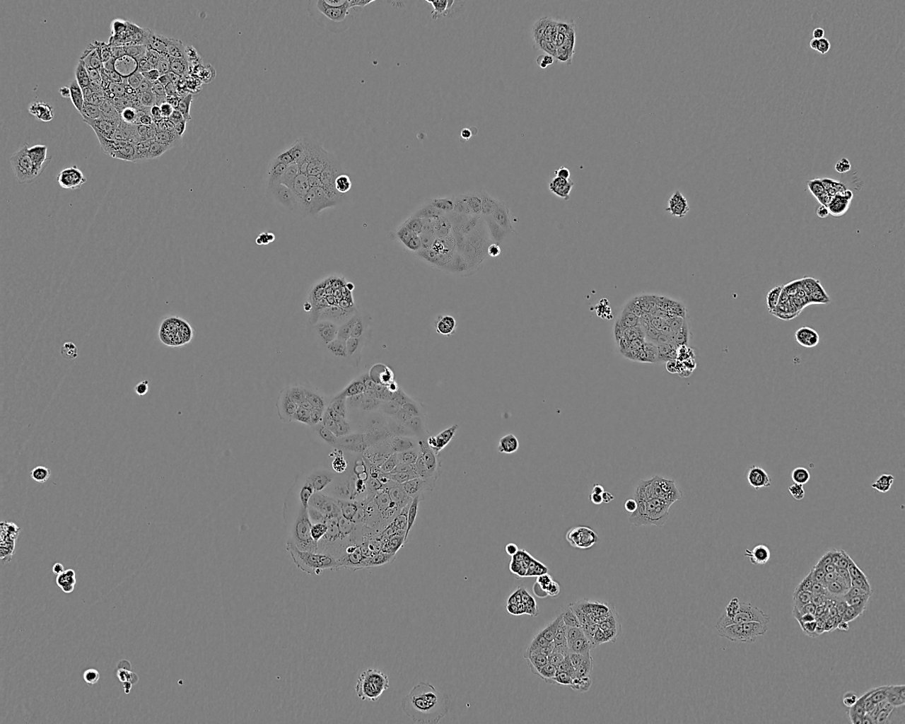 HCA-7细胞图片