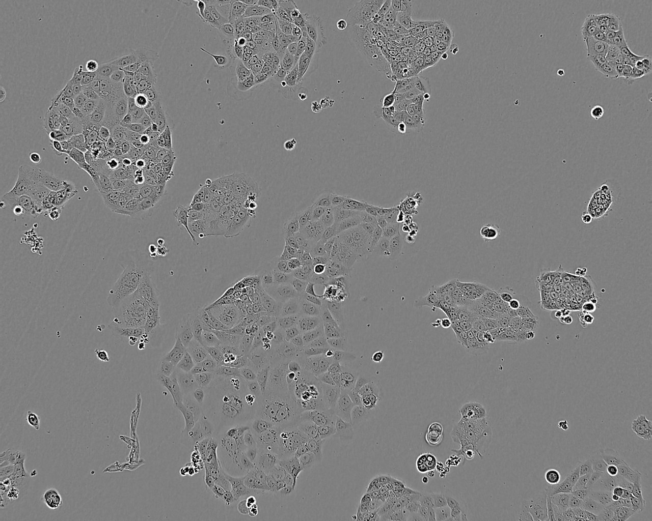 HCA-7细胞图片