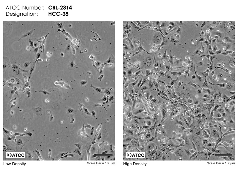 HCC38细胞图片