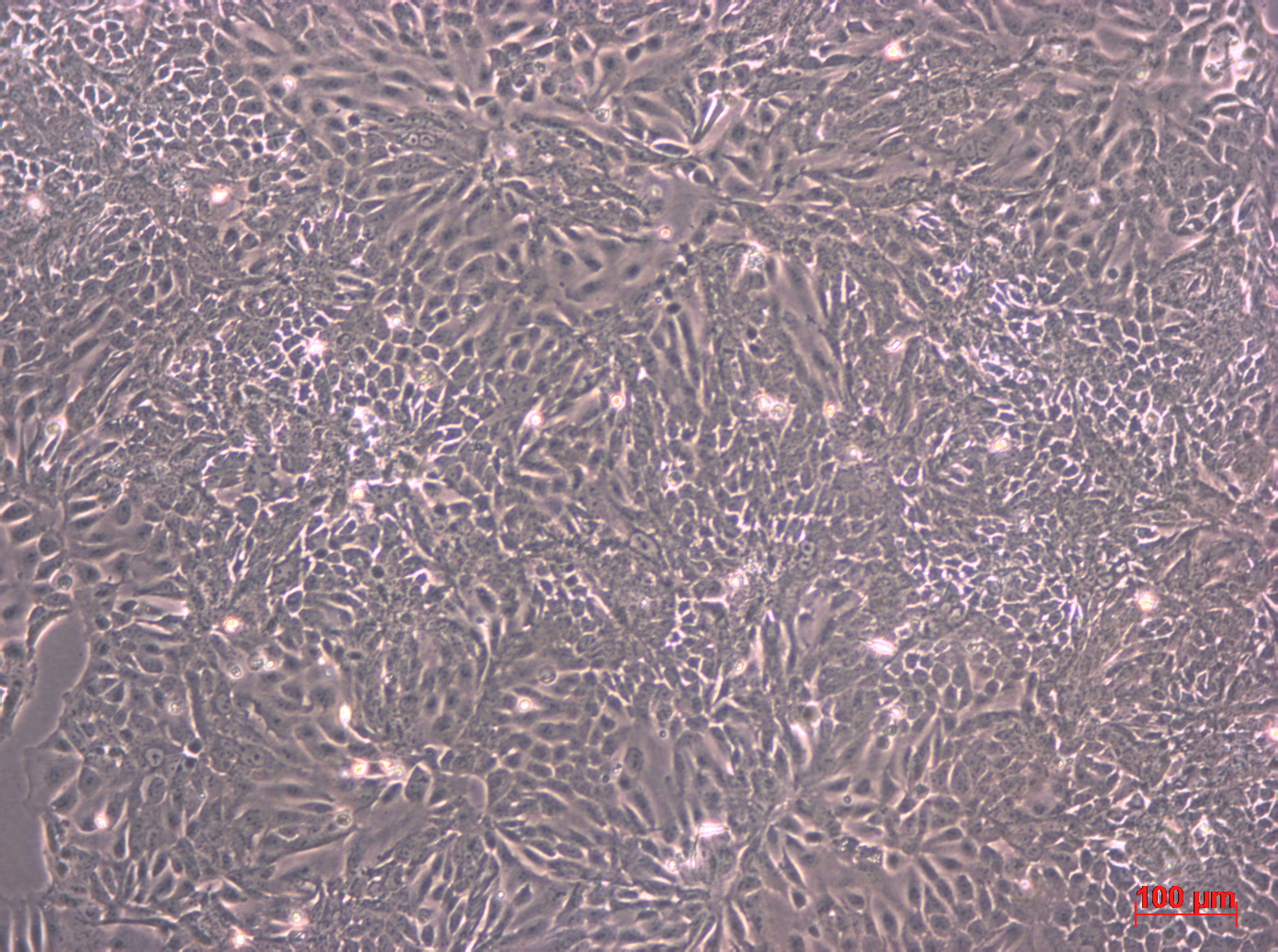 HCT-8细胞图片