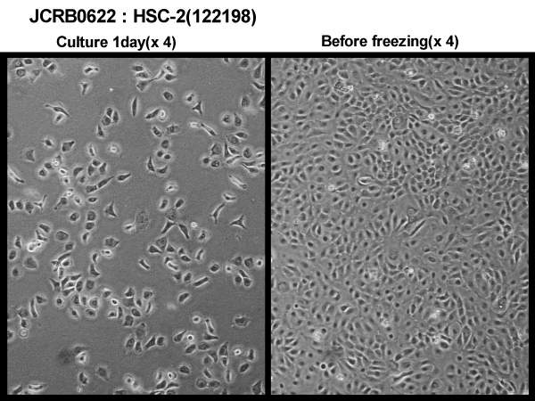 HSC-2细胞图片