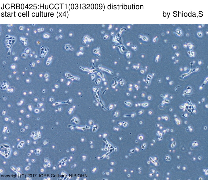 HUCC-T1细胞图片